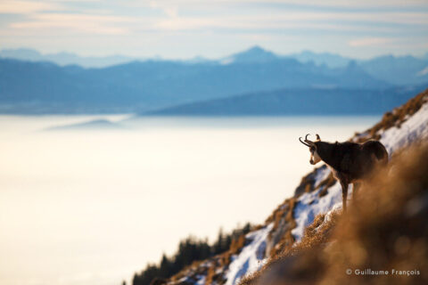 chamois-vue-sur-les-alpes-neige-hiver-guillaume-francois-photographe-nature-animalier © Guillaume François