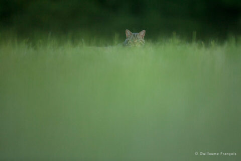 chat-forestier-guillaume-francois-photographe-nature-animalier © Guillaume François