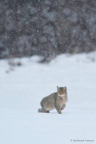 chat-forestier-hiver-neige-ambiance-guillaume-francois-photographe-nature (2) © Guillaume François