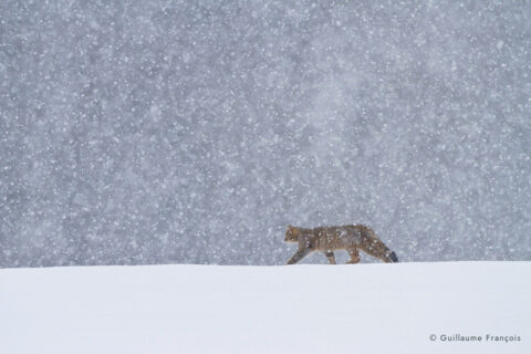 chat-forestier-hiver-neige-ambiance-guillaume-francois-photographe-nature © Guillaume François