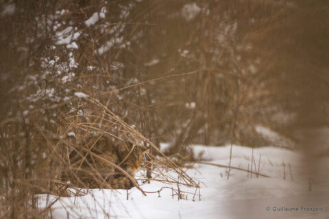 chat-forestier-hiver-neige-assoupi-guillaume-francois-photographe-nature © Guillaume François