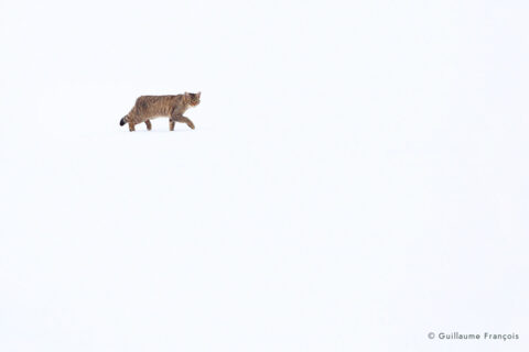 chat-forestier-hiver-neige-blanc-sur-blanc-guillaume-francois-photographe-nature © Guillaume François