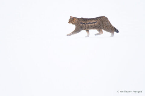 chat-forestier-hiver-neige-brume-guillaume-francois-photographe-nature © Guillaume François
