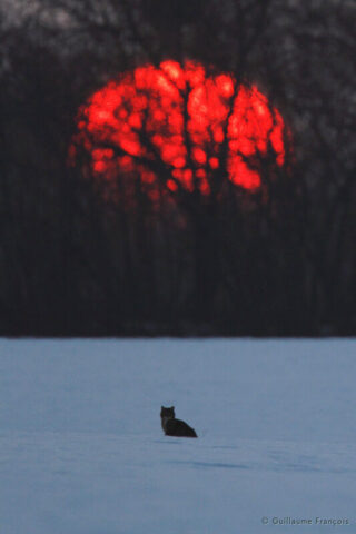 chat-forestier-hiver-neige-coucher-de-soleil-guillaume-francois-photographe-nature © Guillaume François