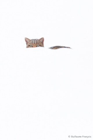chat-forestier-hiver-neige-discret-guillaume-francois-photographe-nature (2) © Guillaume François