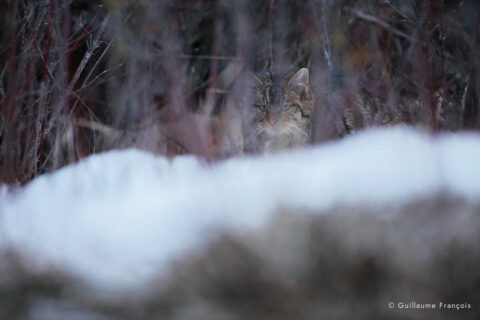 chat-forestier-hiver-neige-discret-guillaume-francois-photographe-nature © Guillaume François
