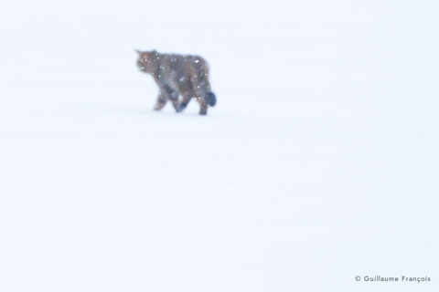 chat-forestier-hiver-neige-guillaume-francois-photographe-nature (2) © Guillaume François