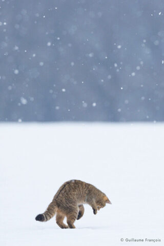 chat-forestier-hiver-neige-guillaume-francois-photographe-nature (3) © Guillaume François