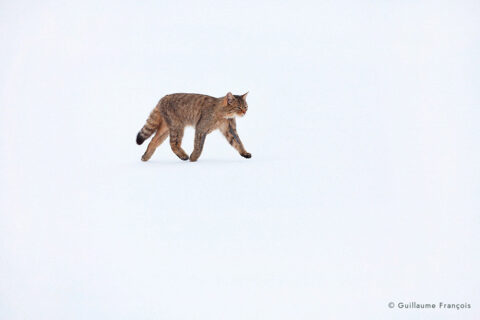 chat-forestier-hiver-neige-guillaume-francois-photographe-nature (4) © Guillaume François