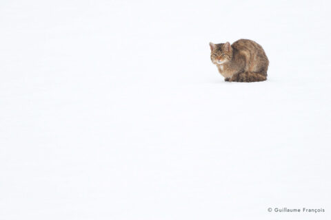 chat-forestier-hiver-neige-guillaume-francois-photographe-nature-animalier © Guillaume François