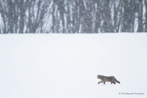 chat-forestier-hiver-neige-guillaume-francois-photographe-nature © Guillaume François