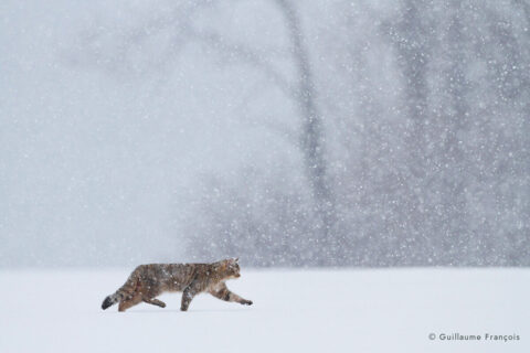 chat-forestier-hiver-neige-jura-au-fil-du-temps-livre-guillaume-francois-photographe-nature © Guillaume François