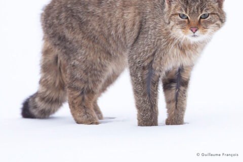 chat-forestier-hiver-neige-portrait-guillaume-francois-photographe-nature (2) © Guillaume François