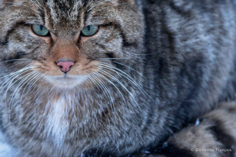 chat-forestier-hiver-neige-portrait-guillaume-francois-photographe-nature © Guillaume François