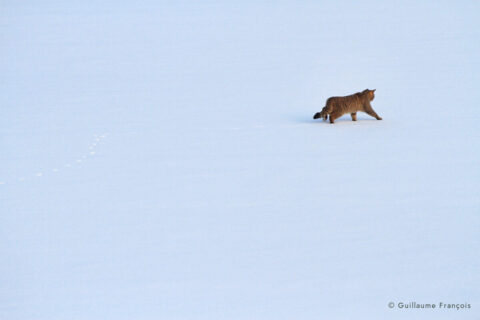 chat-forestier-hiver-neige-traces-guillaume-francois-photographe-nature © Guillaume François