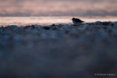 chevalier-cul-blanc-guillaume-francois-photographe-nature-sauvage-animalier-naturaliste © Guillaume François