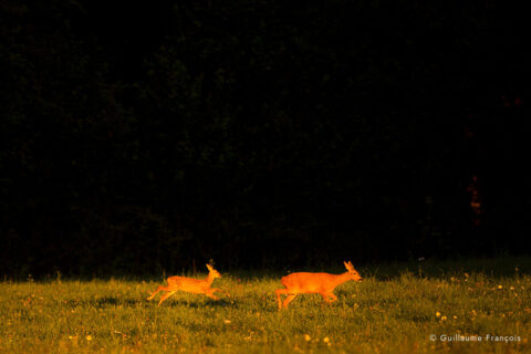 chevreuil-prairie-guillaume-francois-photographe-nature-animalier-3 © Guillaume François