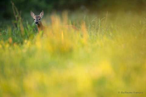 chevreuil-guillaume-francois-photographe-nature-animalier © Guillaume François