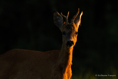 chevreuil-lumiere-portrait-guillaume-francois-photographe-nature-animalier © Guillaume François