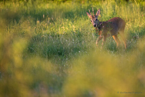 chevreuil-prairie-guillaume-francois-photographe-nature-animalier © Guillaume François