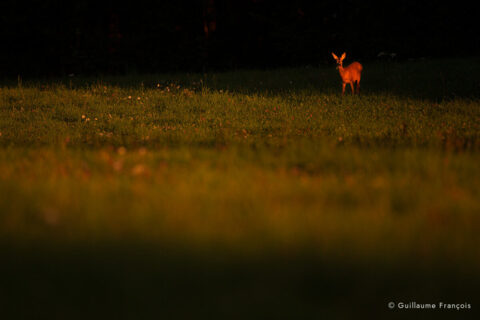 chevreuil-prairie-pré-guillaume-francois-photographe-nature-animalier © Guillaume François