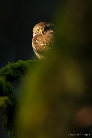chouette-chevechette-bain-de-soleil-guillaume-francois-photographe-nature-animalier © Guillaume François