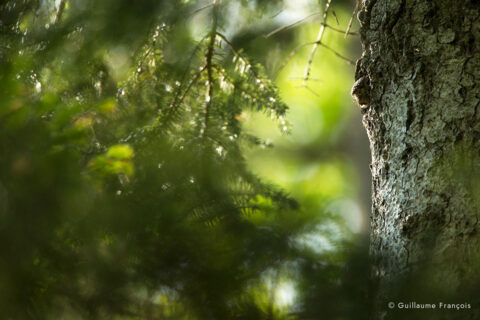 chouette-chevechette-discrete-guillaume-francois-photographe-nature-animalier © Guillaume François