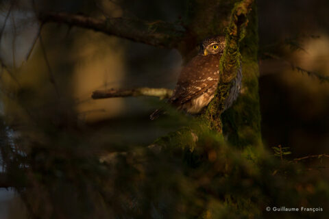 chouette-chevechette-guillaume-francois-photographe-nature-animalier (2) © Guillaume François
