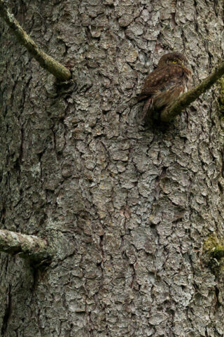 chouette-chevechette-guillaume-francois-photographe-nature-animalier (3) © Guillaume François