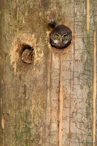 chouette-chevechette-guillaume-francois-photographe-nature-animalier © Guillaume François