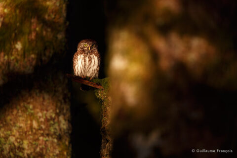 chouette-chevechette-soleil-guillaume-francois-photographe-nature-animalier © Guillaume François