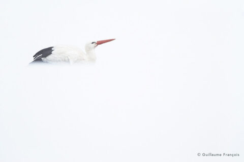 cigogne-blanche-neige-hiver-guillaume-francois-photographe-nature-animalier (2) © Guillaume François