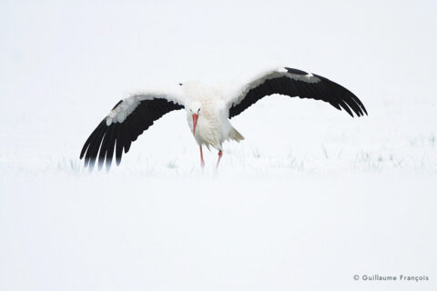 cigogne-blanche-neige-hiver-guillaume-francois-photographe-nature-animalier © Guillaume François