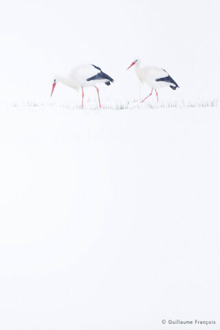 cigognes-blanches-duo-neige-hiver-guillaume-francois-photographe-nature-animalier © Guillaume François