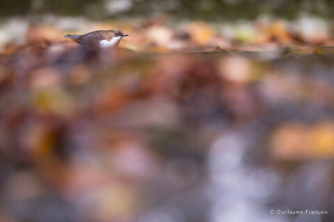 cincle-plongeur-guillaume-francois-photographe-nature-sauvage-animalier-naturaliste © Guillaume François