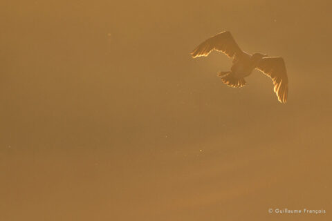 cormoran-guillaume-francois-photographe-nature-sauvage-animalier-naturaliste (3) © Guillaume François