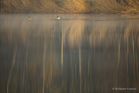 couple-canard-colvert-duo-guillaume-francois-photographe-nature-sauvage-animalier-naturaliste (3) © Guillaume François