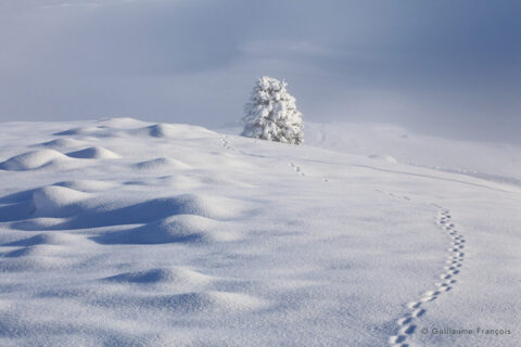 traces-animaux-sauvages-renard-guillaume-francois-photographe-nature © Guillaume François