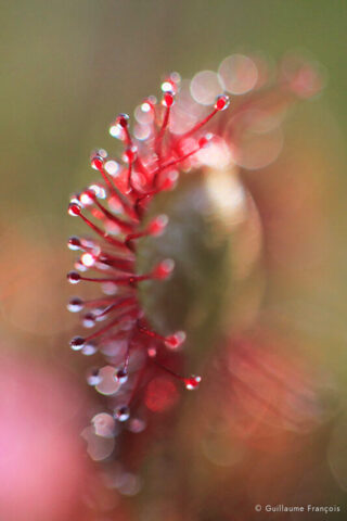 drosera-guillaume-francois-photographe-nature-sauvage-animalier-naturaliste © Guillaume François