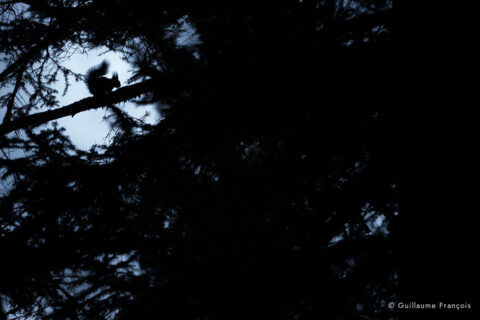 ecureuil-guillaume-francois-photographe-nature-animalier © Guillaume François