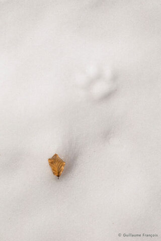 empreinte-lynx-boreal-neige-hiver-guillaume-francois-photographe-nature-animalier © Guillaume François