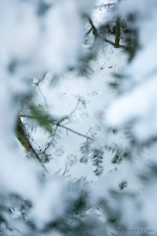 empreinte-lynx-boreal-sauvage-guillaume-francois-photographe-nature-animalier (2) © Guillaume François
