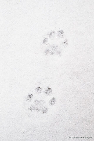 empreinte-lynx-boreal-sauvage-guillaume-francois-photographe-nature-animalier © Guillaume François