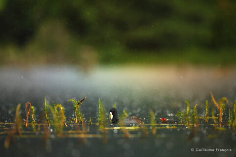famille-foulque-macroule-guillaume-francois-photographe-nature-sauvage-animalier-naturaliste (2) © Guillaume François