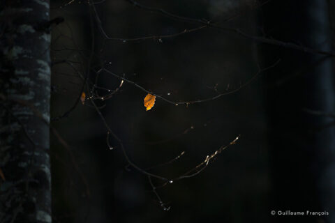 feuille-foret-guillaume-francois-photographe-nature-animalier © Guillaume François