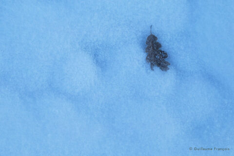 feuille-hiver-guillaume-francois-photographe-nature-animalier © Guillaume François