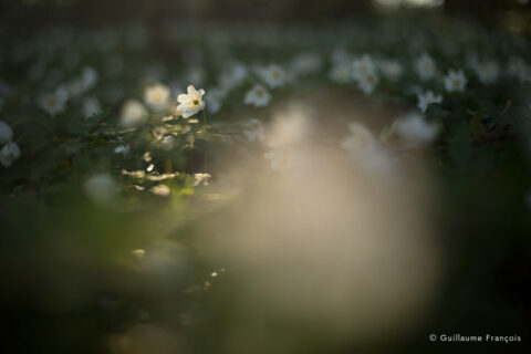 fleur-sous-bois-guillaume-francois-photographe-nature-animalier © Guillaume François