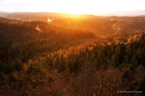 ambiance-foret-qui-respire-guillaume-francois-photographe-nature-animalier-2 © Guillaume François