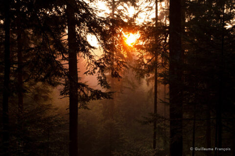 Forêt - ambiance - Automne - 2 - © Guillaume FRANÇOIS © Guillaume François
