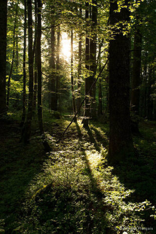 foret-ambiance-guillaume-francois-photographe-nature-animalier © Guillaume François